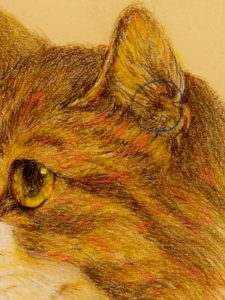 初心者向け 猫の描き方 色鉛筆で可愛い猫の絵を簡単に描こう 耳と被毛 猫と絵画と