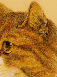 初心者向け】猫の描き方〜 色鉛筆で可愛い猫の絵を簡単に描こう③ 《耳