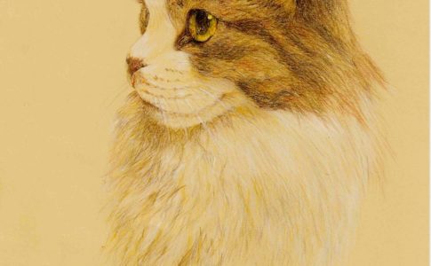 初心者向け 猫の描き方 色鉛筆で可愛い猫の絵を簡単に描こう 画材編 猫と絵画と