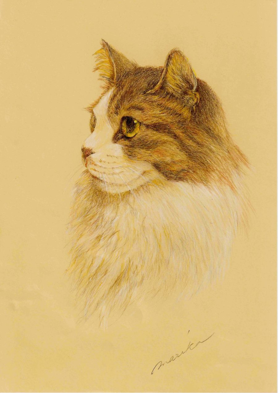 初心者向け】猫の描き方〜 色鉛筆で可愛い猫の絵を簡単に描こう③ 《耳と被毛》 猫と絵画と。